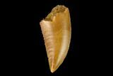 Serrated, Raptor Tooth - Real Dinosaur Tooth #149068-1